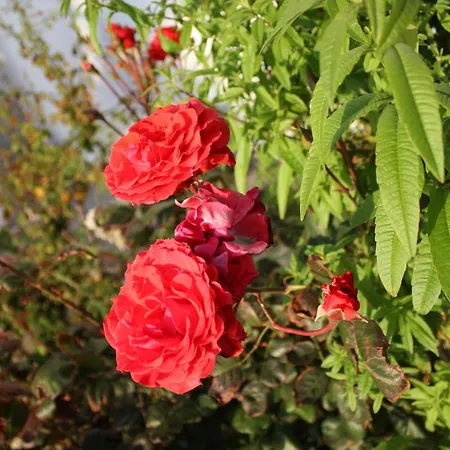 Mina's In Naxos Island